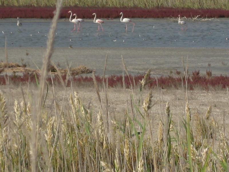 Bild 031.jpg - Flamingos walking the shore of the Caspian